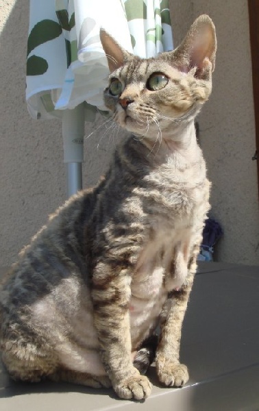 Devon Rex - Frou-frou des 3 ginkgo