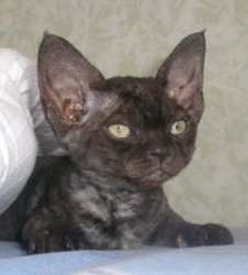 Devon Rex - Alambic des 3 ginkgo