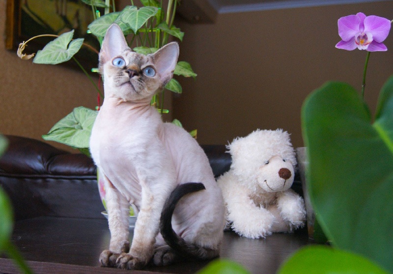 Devon Rex - Bodygard gatto bellissimo