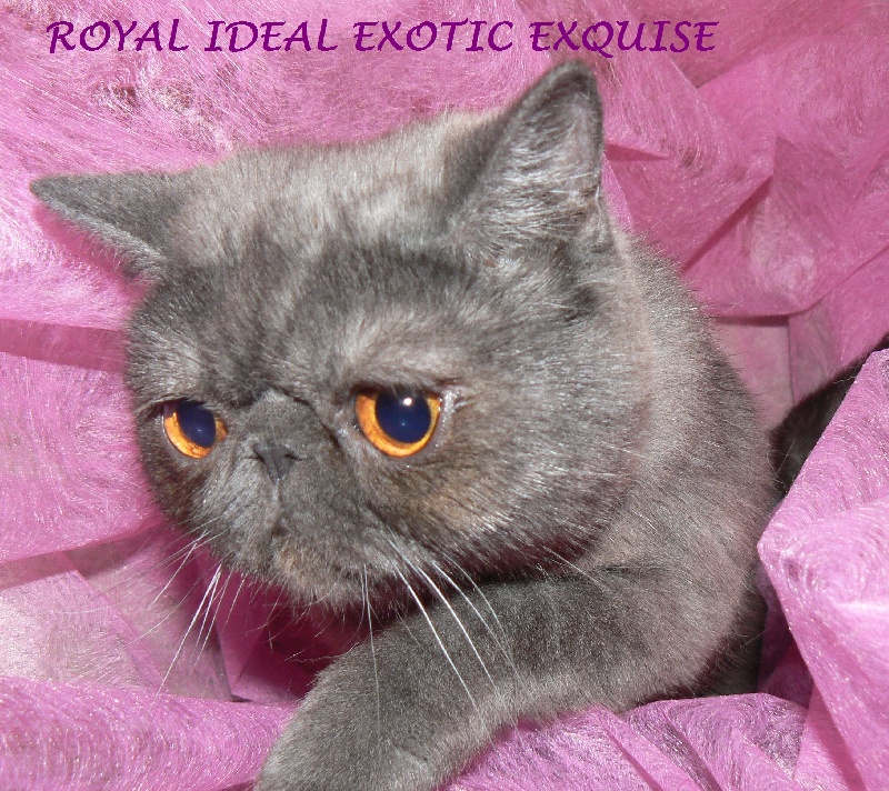 Royal Ideal Exotic exquise