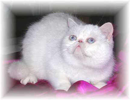 CH. Mystery Blues's Cattery
 Batchiary-bey unity-white