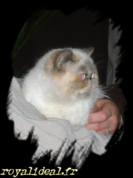 Exotic Shorthair - CH. Royal Ideal Cassiopée