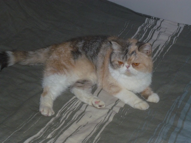 Exotic Shorthair - moby dick Laila