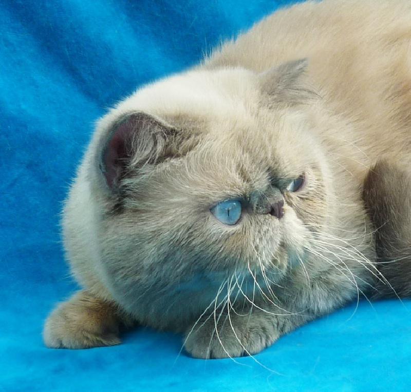 Exotic Shorthair - CH. Oniks snow lily