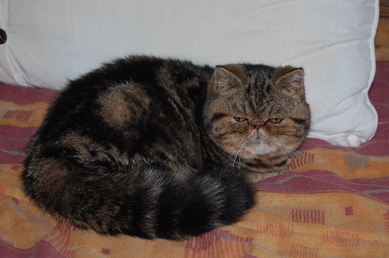 Les Exotic Shorthair de l'affixe Du Royaume D'olympe