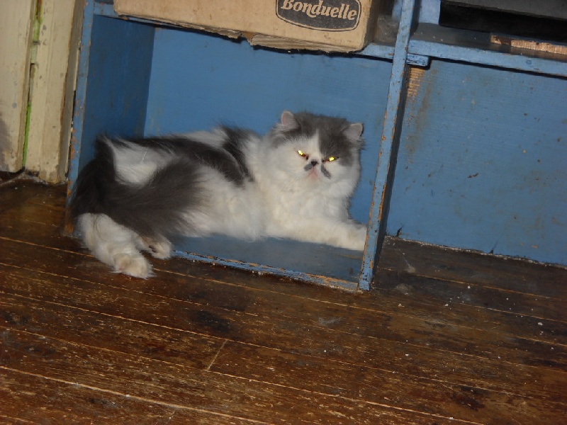 Exotic Shorthair - Deedee des Muppet Show