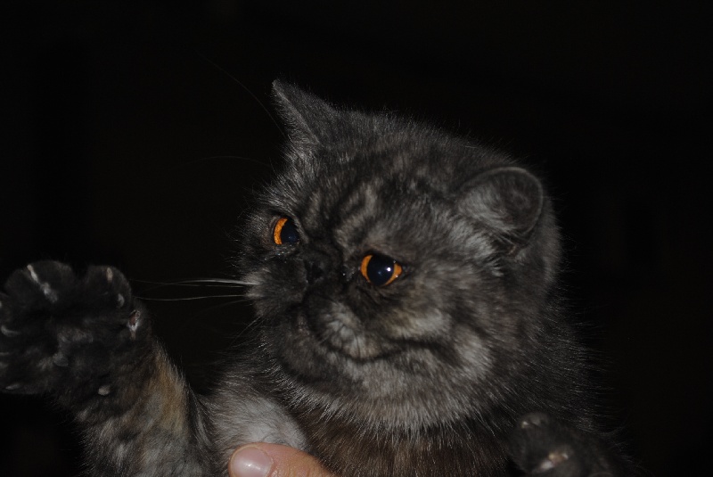 Exotic Shorthair - CH. Royal Ideal Dee dee