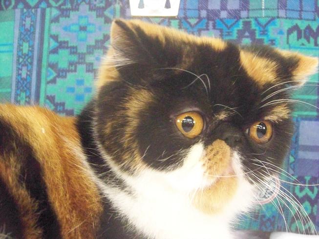 Exotic Shorthair - Eden d'adamscatsfamily