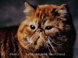 Exotic Shorthair - CH. phalaenopsis Emile-victor