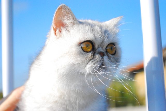 Les Exotic Shorthair de l'affixe Royal Ideal