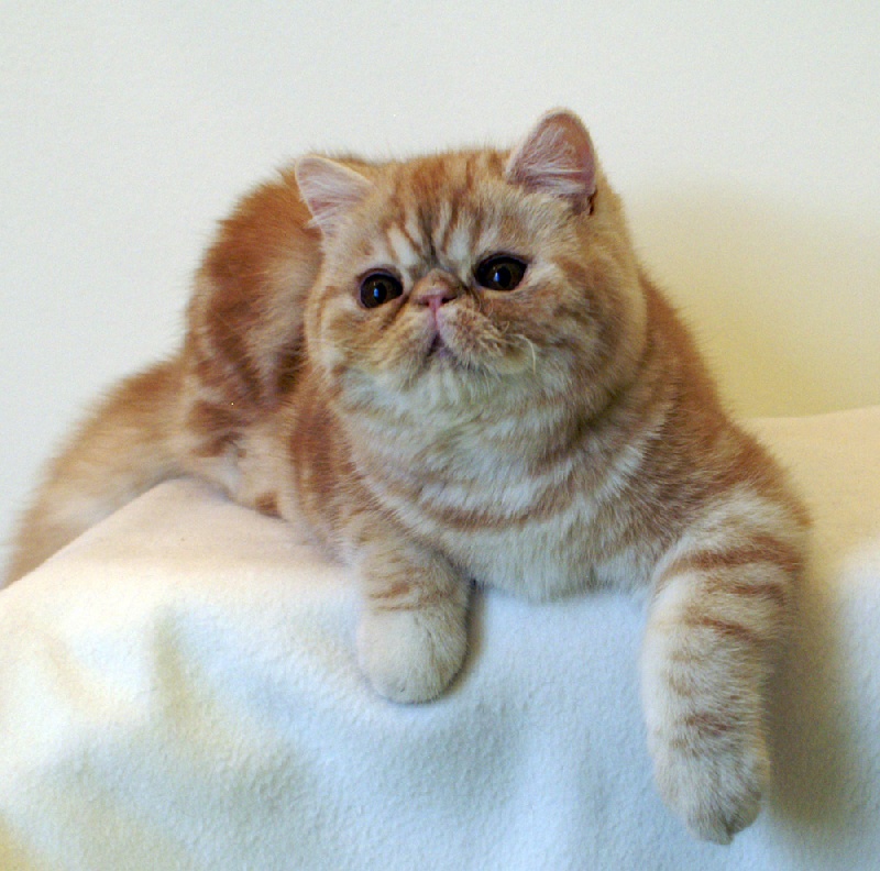 Exotic Shorthair - CH. brio company Horacio