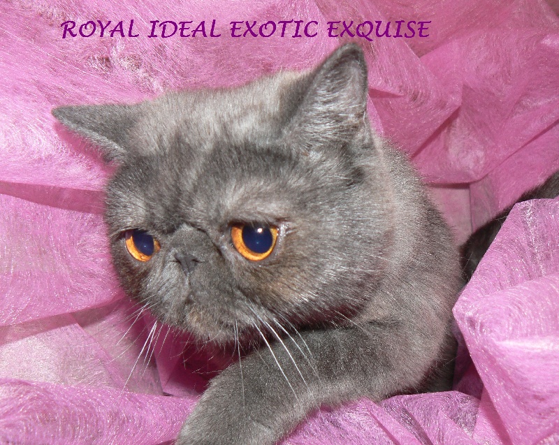 Exotic Shorthair - Titre Initial Royal ideal exotic exquise