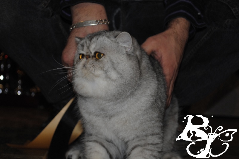 Exotic Shorthair - CH. Royal Ideal Fallait L'Faire