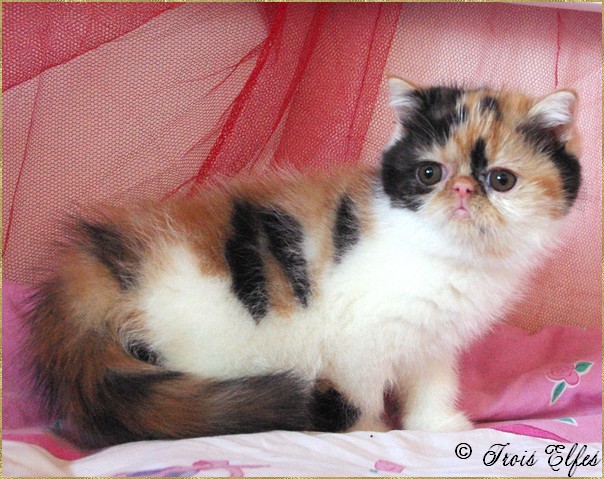 Exotic Shorthair - Glad to be a girl des Trois Elfes
