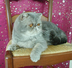 Exotic Shorthair - CH. no comment Ti-punch