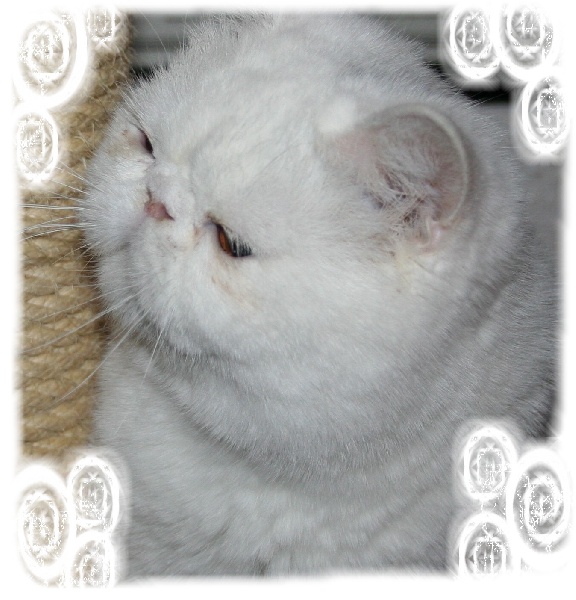 Exotic Shorthair - CH. new hope 's Coton