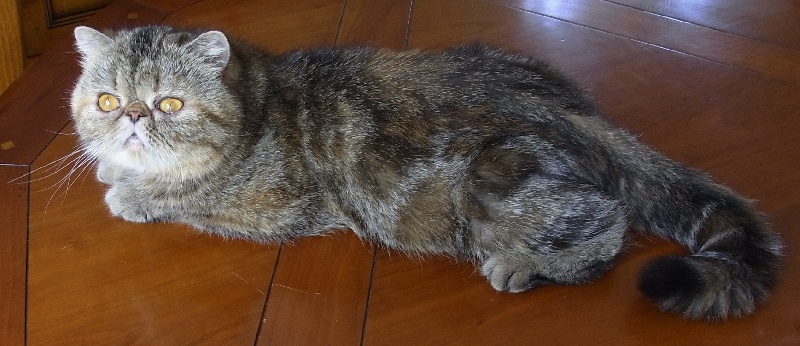 Exotic Shorthair - Elvire du royaume de moska