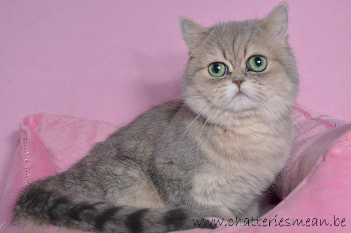 Exotic Shorthair - Angel blu von schwbach