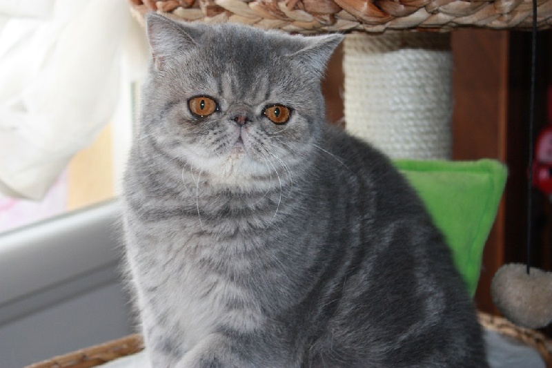 Exotic Shorthair - CH. no comment Gracious maya