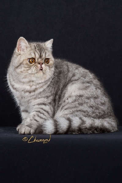 Exotic Shorthair - tuaron Graf silver sun