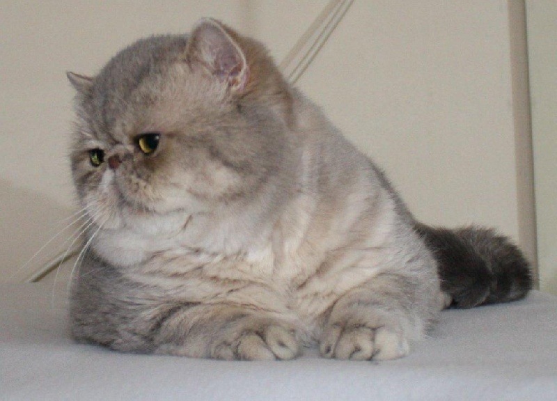 Exotic Shorthair - brettachtal Youp