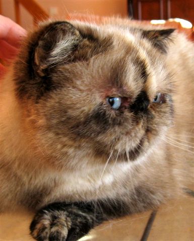 Exotic Shorthair - Union sacrée of Royal Ideal du bois de lion