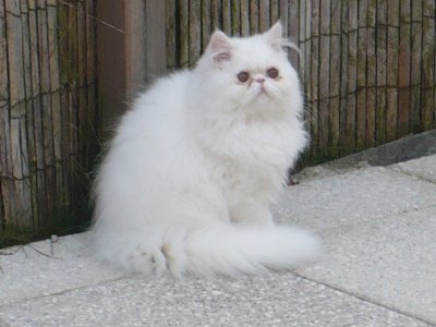 Exotic Shorthair - Edelweiss des Chabelles