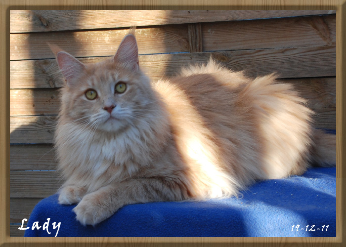 Maine Coon - luckycoons Lady