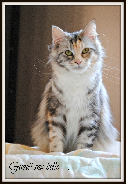 Maine Coon - Black Draco's Gasell