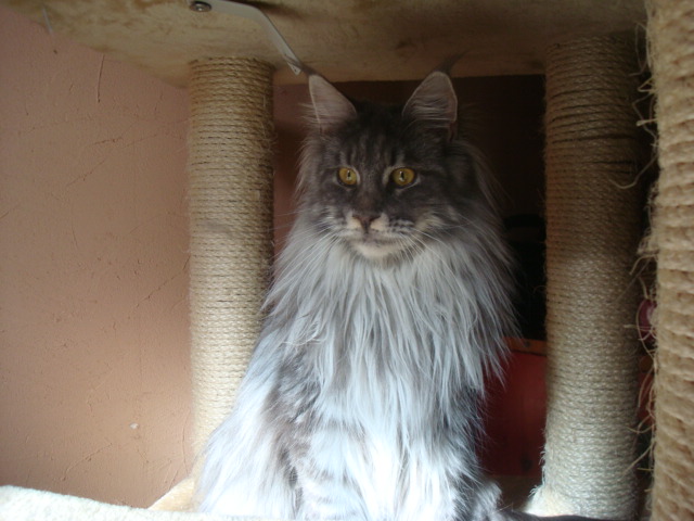 Maine Coon - funny footprint's Wednesday addams