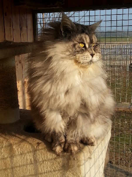 Maine Coon - Fuzzy smily-coon's