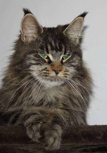 Maine Coon - CH. French De Gathalco