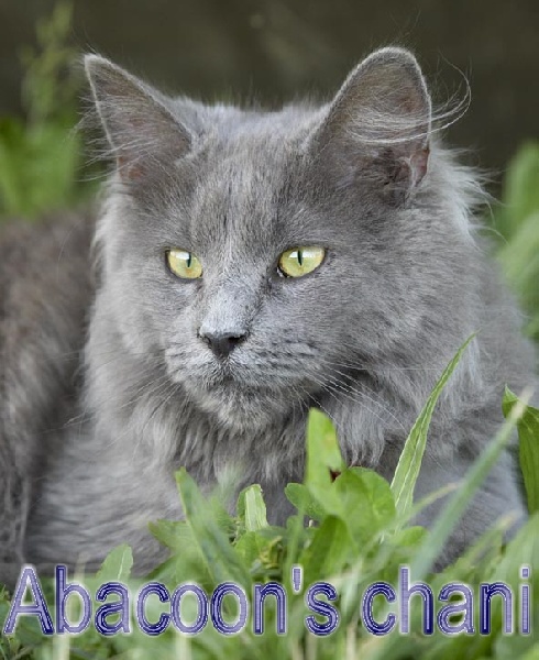 Maine Coon - abacoon's Chani