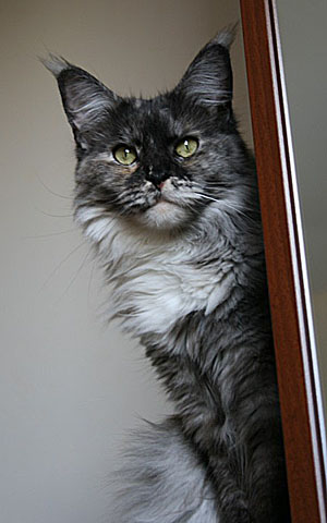 Maine Coon - CH. bigsinclairs Barbalala  Int.