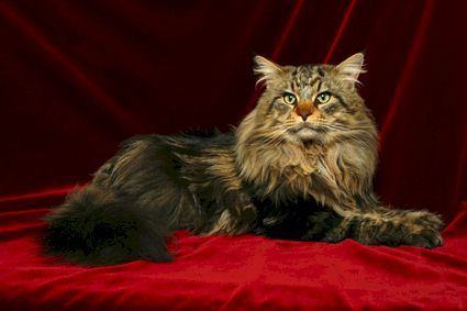 Maine Coon - CH. melicoon Stardust