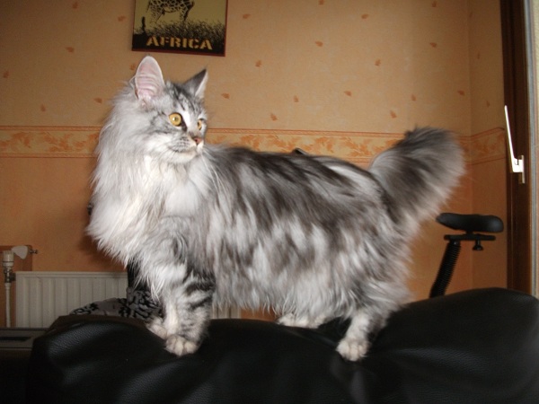 Maine Coon - Gladys happy coon's