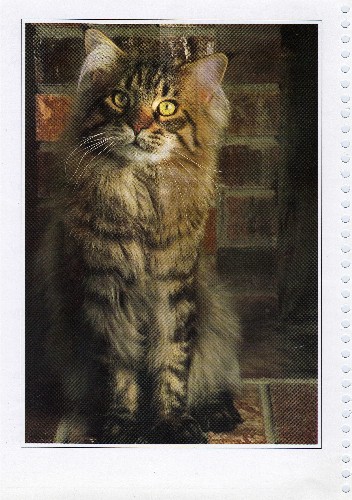 Maine Coon - CH. willowplace Vulcan