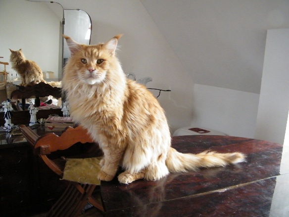 Maine Coon - country dream's Mufasa