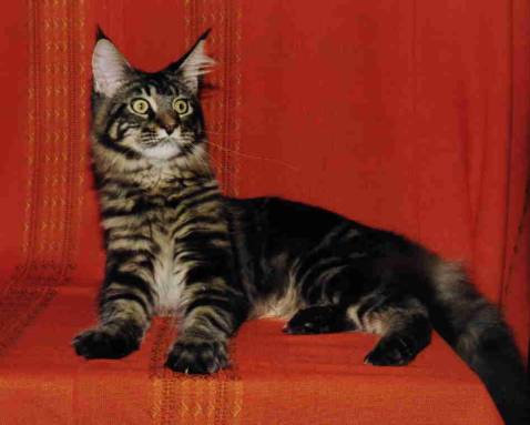 Maine Coon - CH. capecoon X-file
