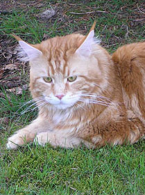 Maine Coon - american beauty's Mephisto