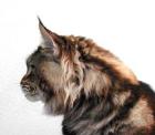 Maine Coon - hillside Showgun
