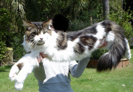 Maine Coon - olmocabe's Selius