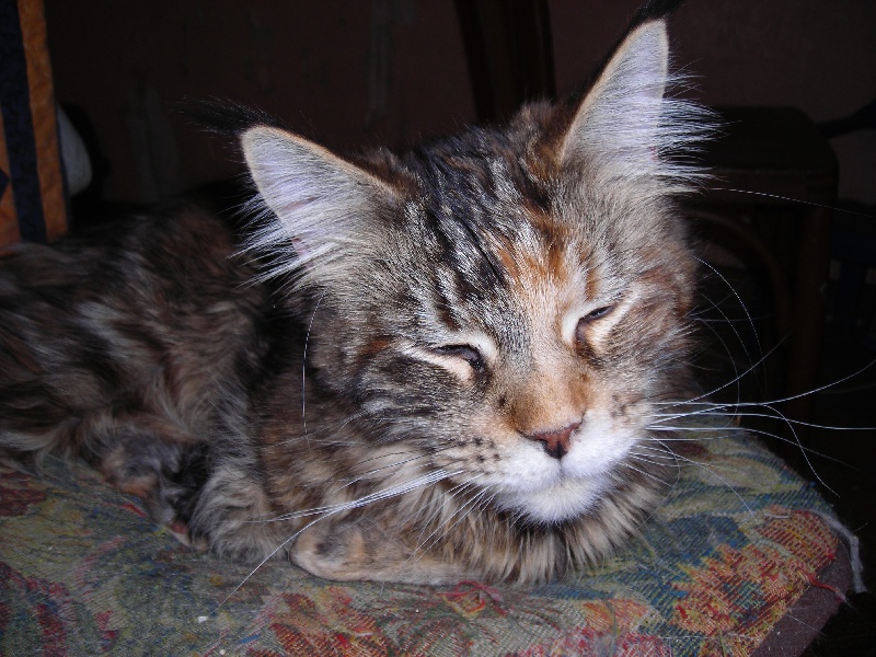 Maine Coon - Bayou des ouiseries