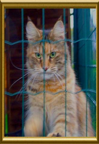 Maine Coon - Chamarrée du clos des coudriers