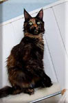 Maine Coon - langstteich's K'nice suprise