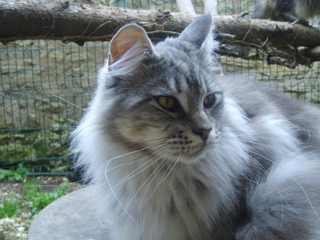 Maine Coon - Baltik dit BIG MAC du duc de bourgogne