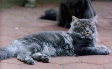 Maine Coon - CH. guldfakse's Fitzwilliam