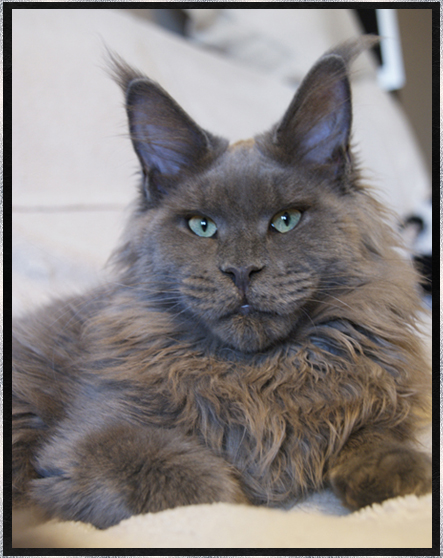 Maine Coon - butterflydusts Deep ocean blue