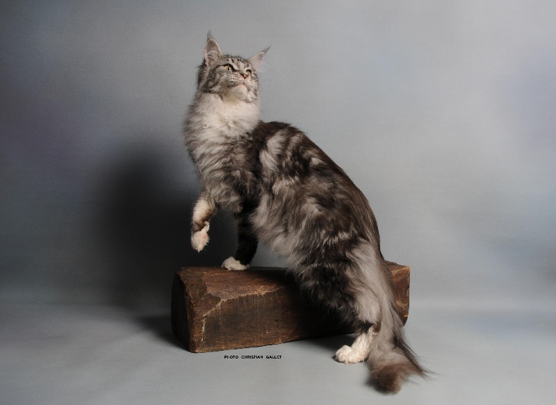 Maine Coon - CH. Ivasco da gama des coons de caux