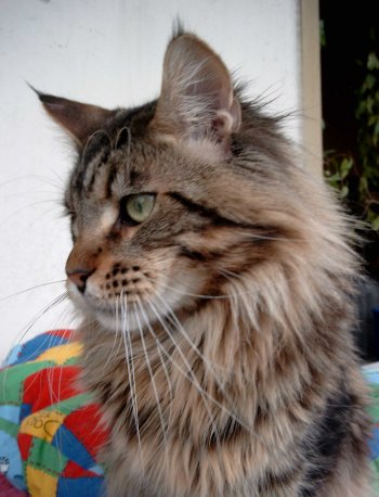 Maine Coon - antarcin Boomerang